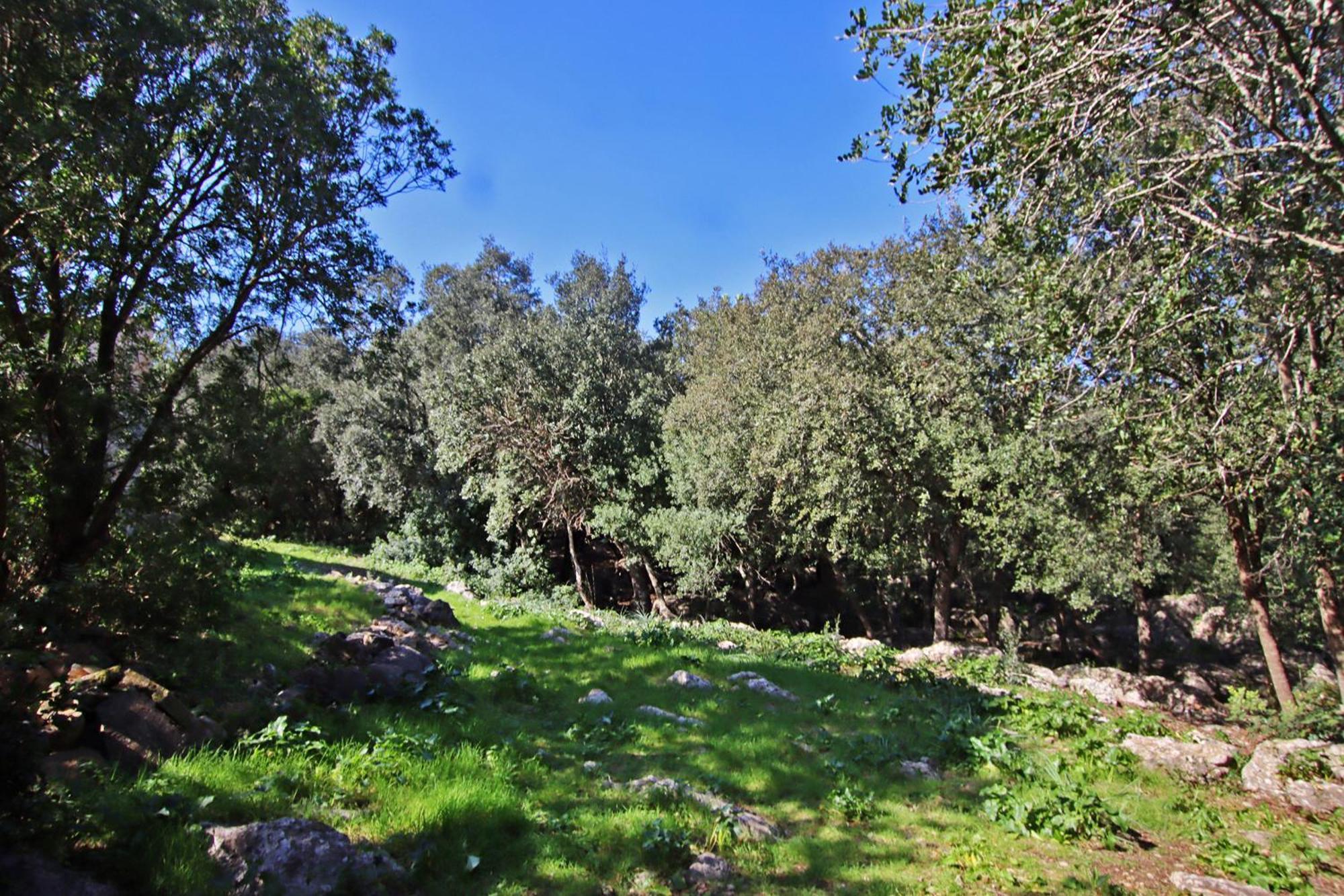 Es Bosquet Villa