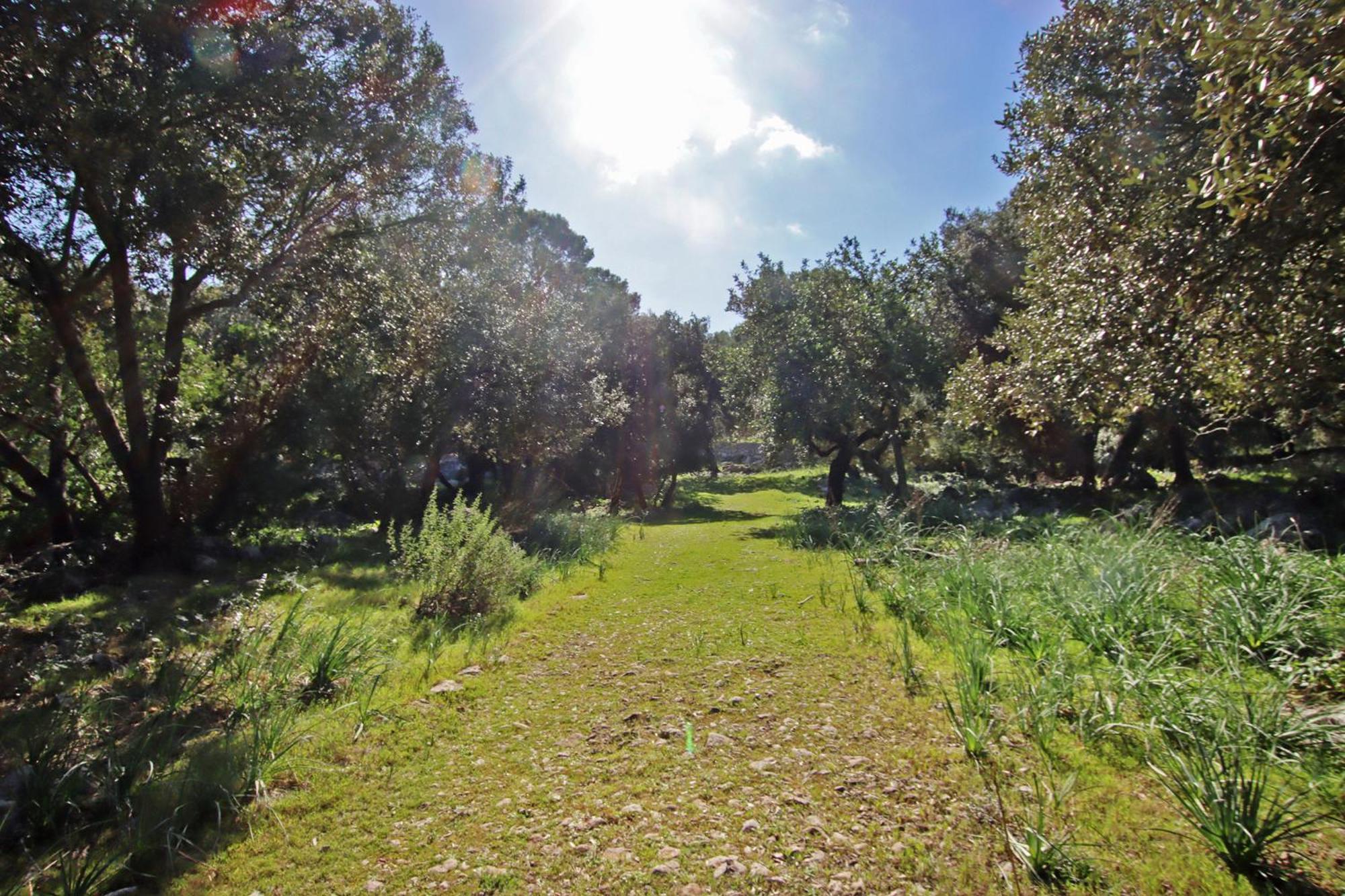 Villa Es Bosquet